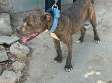 Pitbul balası