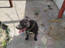 Pitbul
