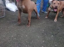 Pitbul