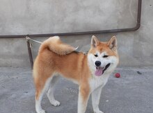 Akita-inu