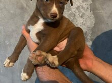 Pitbul