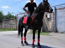 Yorğa at