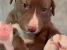 Pitbul