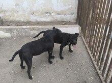 Pitbul