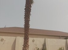 Palma ağacı 