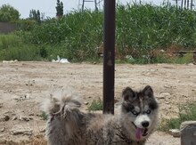 Haski balası
