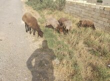 Qala qoyunları