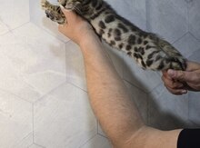 Bengal pişiyi