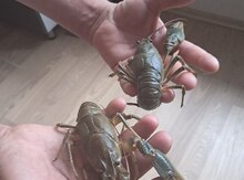 Раки
