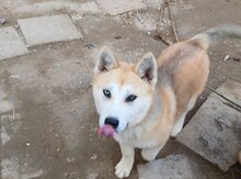 Akita-inu