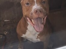 Pitbul etibarlı əllərə verilir