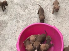 Pitbul balaları