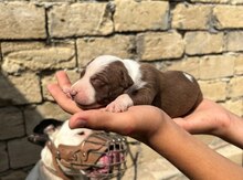 Pitbul balaları