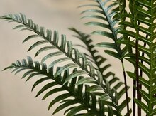 Süni palma ağacı "Zamia"