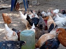 Kənd toyuqları