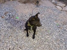 Pitbul