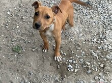 Pitbul 