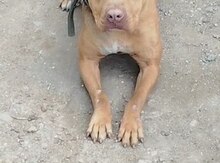 Pitbul