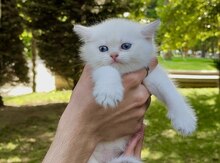 Gümüşü şinşilla pişiyi balaları