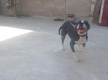 Pitbul (cütləşdirmək üçün)