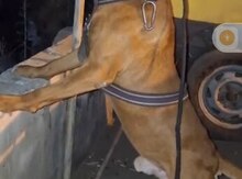Pitbul