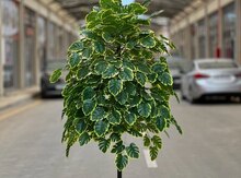 Süni ağac “Zamioculcas”