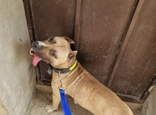 Pitbul 