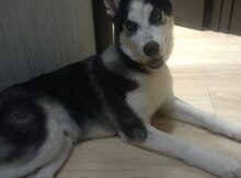 Haski 