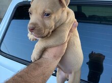 Pitbul