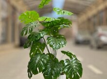 Sünii ağac “Monstera Deliciosa”