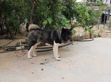 Akita
