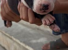 Pitbul