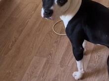 Pitbul 