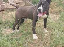 Pitbul