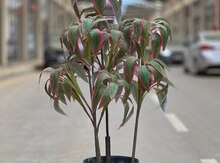 Süni ağac “Cordyline Fruticosa”
