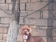 Pitbul