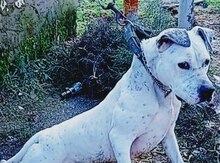 Pitbul