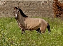 Yorğa at 