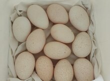 Hindquşu yumurtası