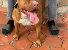 Pitbul