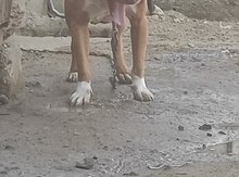 Pitbul