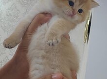 Qızılı şinşilla pişiyi