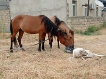 Atlar