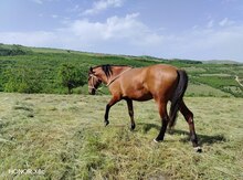 Atlar