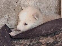 Sibir haski balaları 