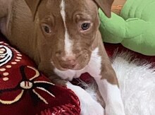 Pitbul
