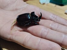 Жук насарог