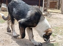 Alabay balası 