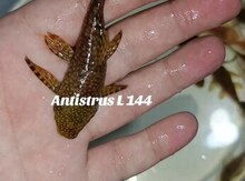 Ancistrus balığı