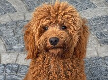 Red brown pudel